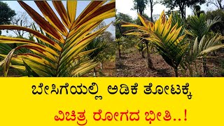 ಈ ರೋಗ ನಿಮ್ಮ ತೋಟದಲ್ಲೂ ಇರಬಹುದು ಈಗಲೇ ನೋಡಿ |ಅಡಿಕೆ ತೋಟಕ್ಕೆ ಹೊಸ ರೋಗದ ಭೀತಿ |