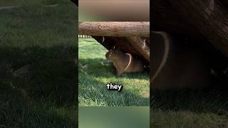 When Do Capybaras Actually Get Angry