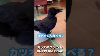 カラスかわいい‼まだまだ子どもっぽいカラスのノノラ2022/9/30撮影KUPPI the Crow