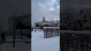 Morning snow (清晨飘雪）