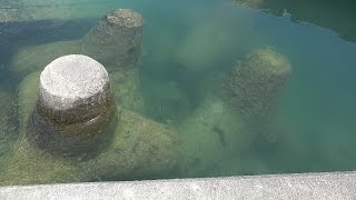 小笠原諸島・母島　沖港に生息するカニと海中生物を撮ってみた　【4K撮影】