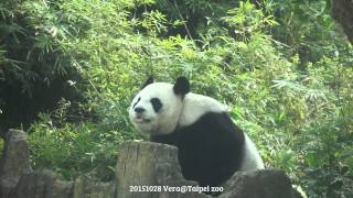 20151028 優雅圓圓取窩窩頭 Yuan Yuan @Taipei zoo