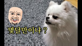 몇달만에 만나는 포메라이안 방울이