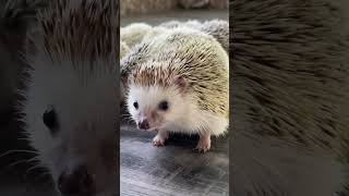 So smart boy #hedgehoge #cute #hedgehoglife #animalphotos #hedgehoglover #animalpictures #pets