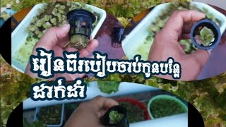 របៀបចាប់កូនបន្លែដាក់ក្នុងកន្ត្ត្រកដាំ/ដាំបន្លែលើទឹក085367112