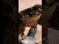 অবশেষে আমার কবুতরটিকে বাজ পাখি ধরল pigeonlover best video 😭😭😭😭😭