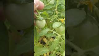 Tomato var. Adv-1247 started Fruiting in Nursery! Tomato ki Kheti