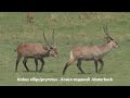 kobus ellipsiprymnus kозел водяний waterbuck