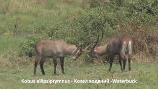 Kobus ellipsiprymnus -  Kозел водяний - Waterbuck