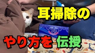 猫ちゃんの耳掃除のやり方【 How to cat ear cleaning 】