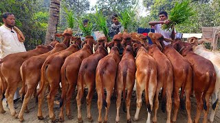 @আজ ২৬/১/২৫ | প্রচুর চাহিদা সম্পন্ন শাহীওয়াল জাতের ষাড় বাছুর গরুর প্যাকেজ|দিনাজপুর