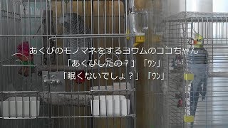 あくびのモノマネをするヨウムのココちゃん「眠くないでしょ？」「ｳﾝ」