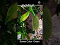 flower colour and inflorescence in mango guava papaya jackfruit sapota short