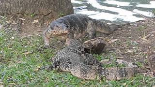 ミズオオトカゲの腐肉食行動　Scavenging Behavior of Water Monitor in Lumphini Park