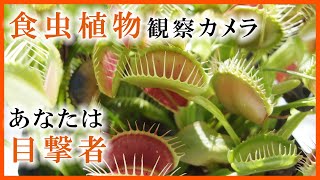 #29 食虫植物の観察ライブ ハエトリソウの捕虫 あなたは目撃者 2022/09/09 Carnivorous Plants Venus Flytrap Live