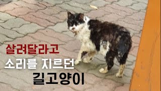 살려달라고 소리지르던 길고양이