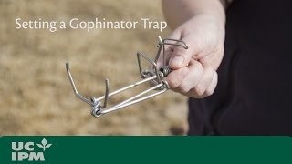 Setting a Gophinator Trap
