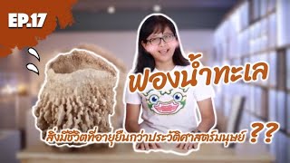 Specimens Show EP.17 ฟองน้ำทะเล