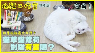 【孤貓工作室】之貓草篇－貓草貓薄荷對貓有害嗎？(那隻孤貓最大反應？)