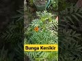 bunga kenikir kenikir