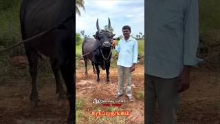 கருப்பு தங்கம் காளை உடன் | அழகிய தருணம் |