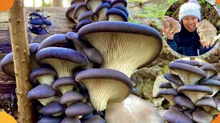 รวมภาพเห็ดนางรมป่าอังกฤษ Mix OYSTER Mushrooms Photos this season #เก็บเห็ดนางรม