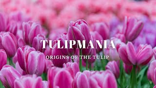 Tulipmania at Gardens By The Bay Singapore | Origins of the Tulip | Türkiye