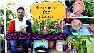 బోన్ మీల్ మొక్కలకు ఇన్ని విధాలుగా వాడొచ్చు How to use Bone meal fertilizer #gardening