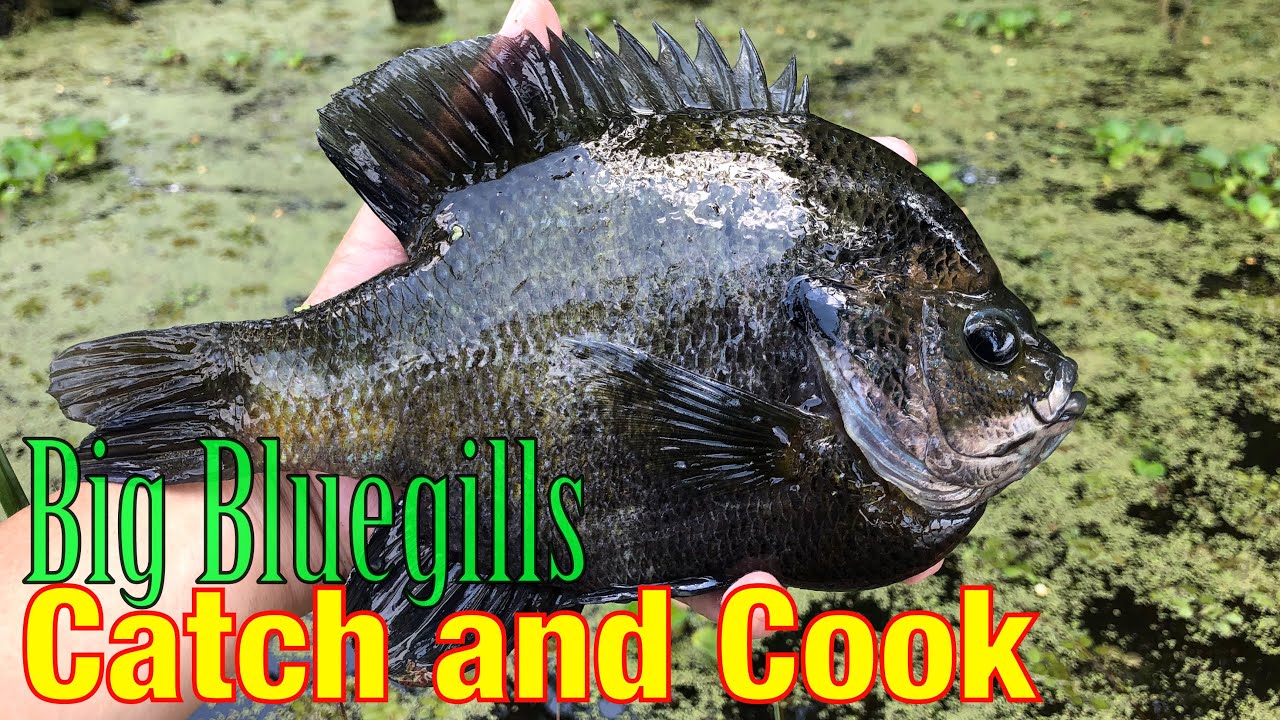 Bluegill Fishing For GIANTS | Catch And Cook - YouTube