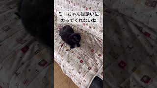 仕方なくいつも一人遊びのクロチ#盲目ねこ#迷い猫