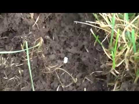 How to detect Grubs in your grass How to detect Grubs in your grass