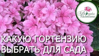 КАК ВЫБРАТЬ ГОРТЕНЗИЮ ДЛЯ САДА