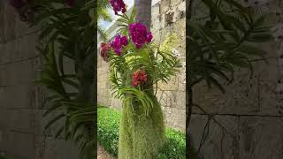 mời cả nhà ngắm vườn lan tiểu cảnh nhé! #orchid #vuonlanvanpham #dendrobium #shorts #shortvideo