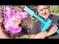 Digging Purple Yam & a FINAL Farewell to the PRONG Garden Tools