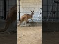 王子動物園のアカカンガルーの赤ちゃんがお母さんの袋で寝ていた🛌