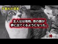 【怖い話】弟を置き去りにした。 怖いショートはこちらr 怖い動画はこちらr 猫 cat