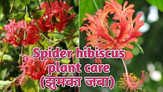 All About Spider Hibiscus (Schizopetalus Hibiscus) || Grow/Care/Repotting/Potting Soil/Fertilizer