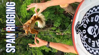 Span Rigging a Rotten Cedar (Arborist POV)