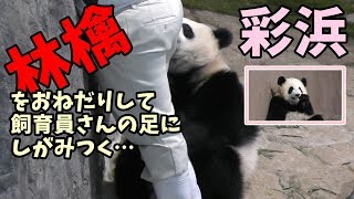 彩浜🌈林檎🍎をおねだりして飼育員さんの足にしがみつく・・・【毎週パンダ 2019/10/27】Apple request