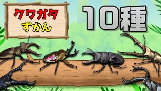 【こんちゅうアニメ】クワガタ図鑑〈最強10種類〉オオクワガタ、ミヤマクワガタ、パラワンオオヒラタクワガタ、ギラファノコギリクワガタ〈昆虫図鑑〉【insect beetle stag animation