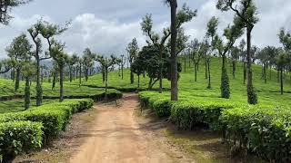 Munnar tea plantation glimpse ||  மூணாறு தேயிலைத் தோட்டம் உள்ளே|| Stunning view || Kerala