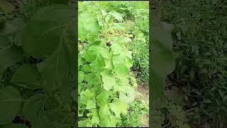 Beauty of Nature, Sound of Koel, Tree of Jawa plum, Plant of eggplant #naturelovers #specialplants