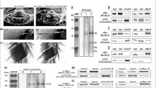 Interaction of Trithorax and Polycomb Corto Enhancer with Methylated Ribosomal Corto