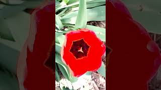 Красивый интересный цветок тюльпана Beautiful interesting tulip flower 美丽有趣的郁金香花 美しい興味深いチューリップの花 아름다