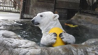 しろくまピースに癒される楽しいプール遊び。とべ動物園にて。