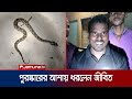 পুরস্কারের আশায় জীবিত রাসেলস ভাইপার ধরলেন রেজাউল | Russell's Viper | Jamuna TV