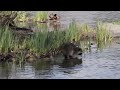 Stanley Park - Gardens & Wild Life