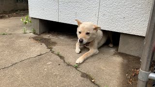 なぜか潜る白い犬としゃもじで撫でられる猫