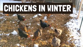 Chickens in WINTER | Keep Them Healthy And Happy