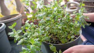 Growing Mint in Containers - Planting, Harvesting, and Pruning